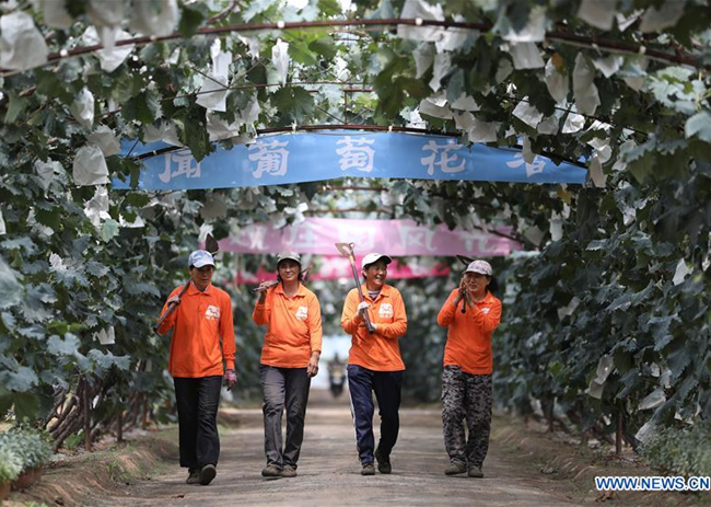 Grape Industry in Liaoning Helps Increase Income of Villager